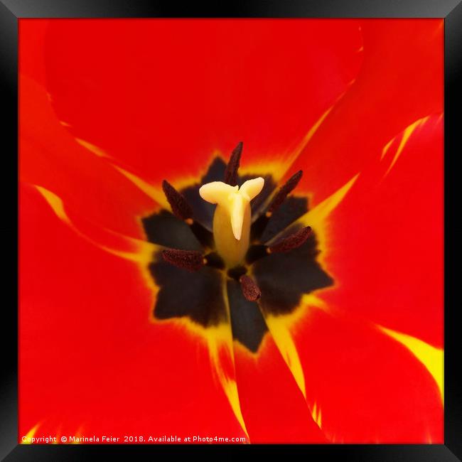 red yellow tulip Framed Print by Marinela Feier