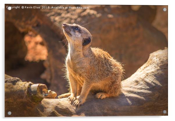 Captured Essence of a Meerkat Acrylic by Kevin Elias