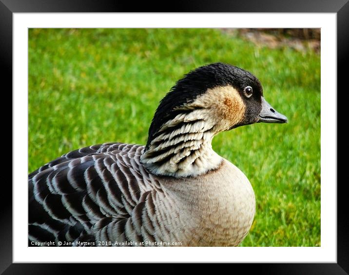       Nene Bird                     Framed Mounted Print by Jane Metters