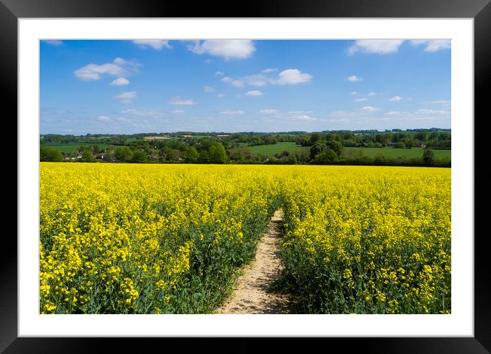 Footpath through Rapeseed field  Framed Mounted Print by Philip Enticknap
