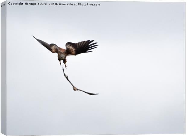 Red Kite. Canvas Print by Angela Aird