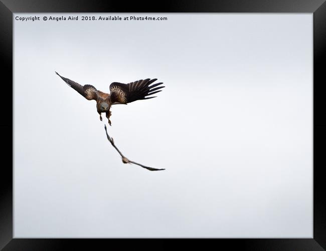 Red Kite. Framed Print by Angela Aird