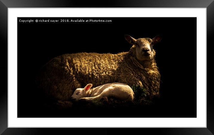 A Mothers Love Framed Mounted Print by richard sayer