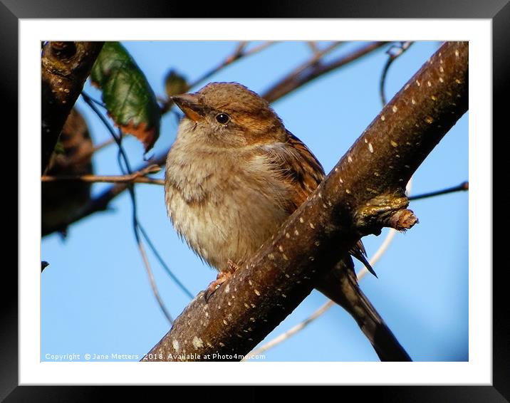      Female House Sparrow                          Framed Mounted Print by Jane Metters