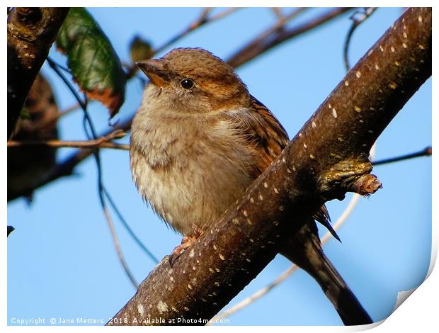      Female House Sparrow                          Print by Jane Metters