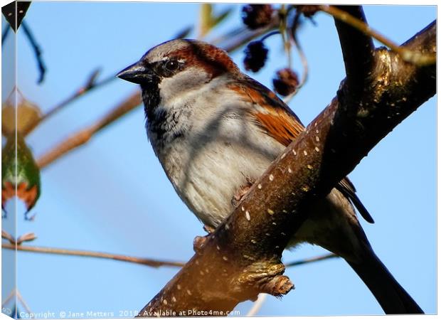      Male House Sparrow                           Canvas Print by Jane Metters