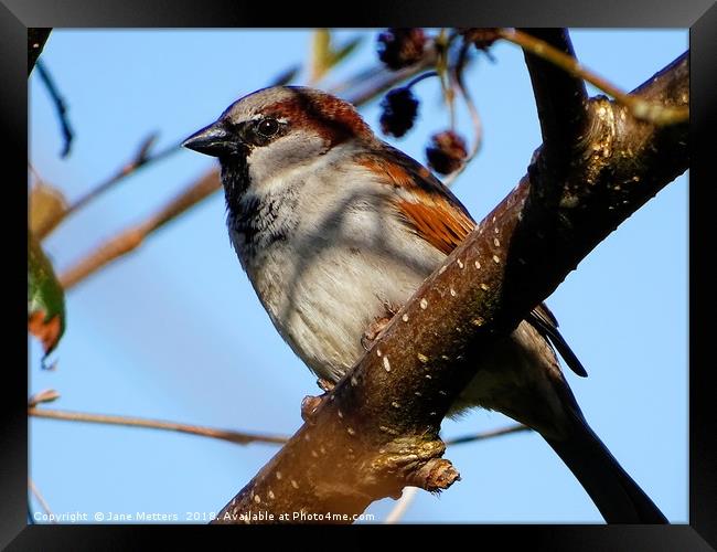      Male House Sparrow                           Framed Print by Jane Metters