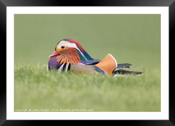 Mr Mandarin 2 Framed Mounted Print by Wayne Lytton