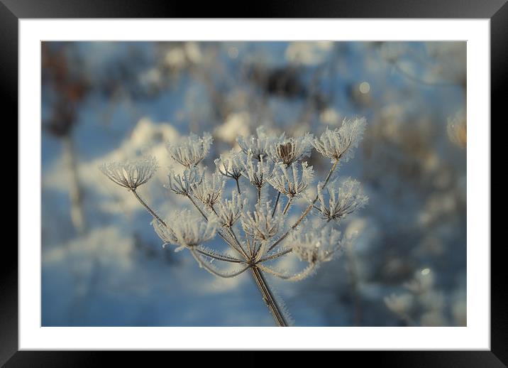 Frosted Seed Pods Framed Mounted Print by Karen Martin