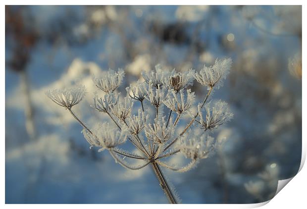 Frosted Seed Pods Print by Karen Martin