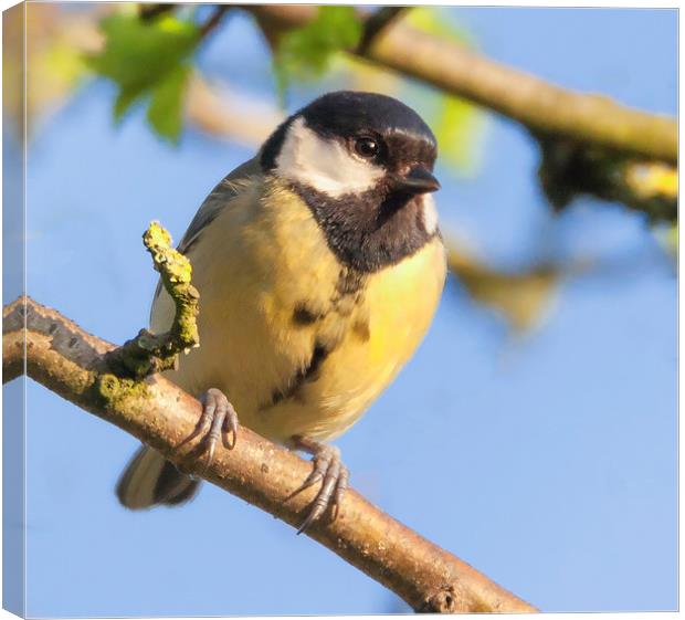 Great tit resting in the sun Canvas Print by Jonathan Thirkell