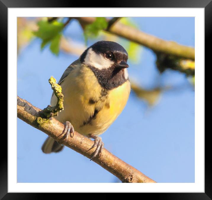 Great tit resting in the sun Framed Mounted Print by Jonathan Thirkell