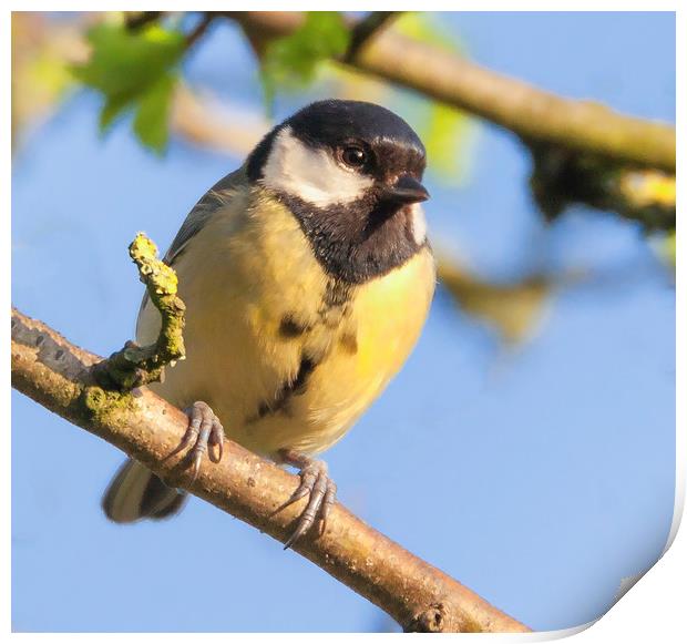 Great tit resting in the sun Print by Jonathan Thirkell