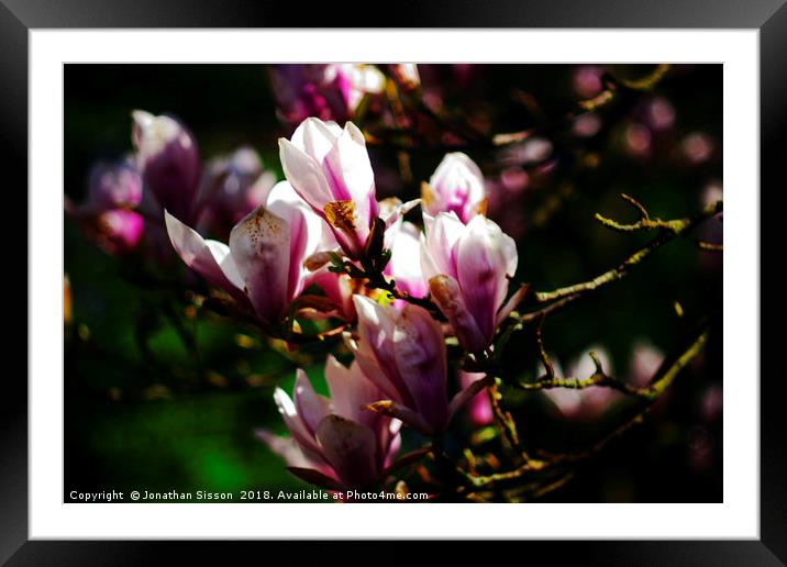 Lytham Blossoms Framed Mounted Print by Jonathan Sisson