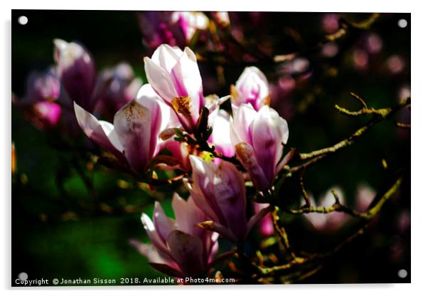 Lytham Blossoms Acrylic by Jonathan Sisson