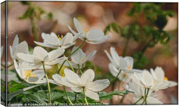 " Wood Anemones in a breezy Durham wood" Canvas Print by ROS RIDLEY