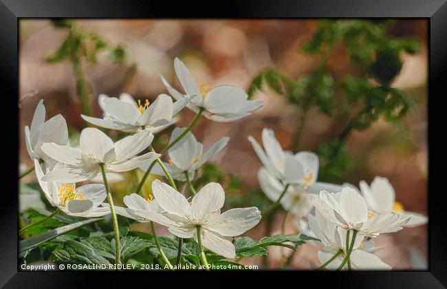 " Wood Anemones in a breezy Durham wood" Framed Print by ROS RIDLEY