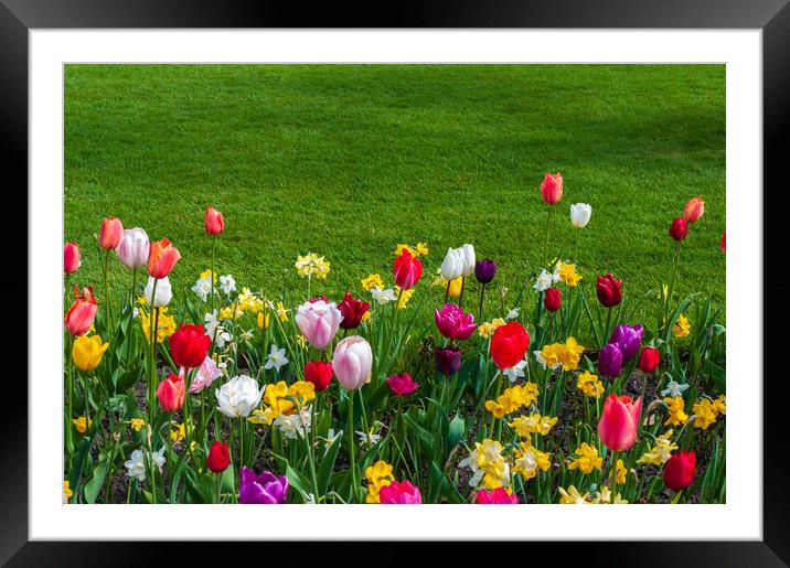 Tulips and grass Framed Mounted Print by Linda Cooke
