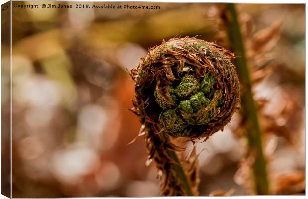 Coiled fern frond Canvas Print by Jim Jones