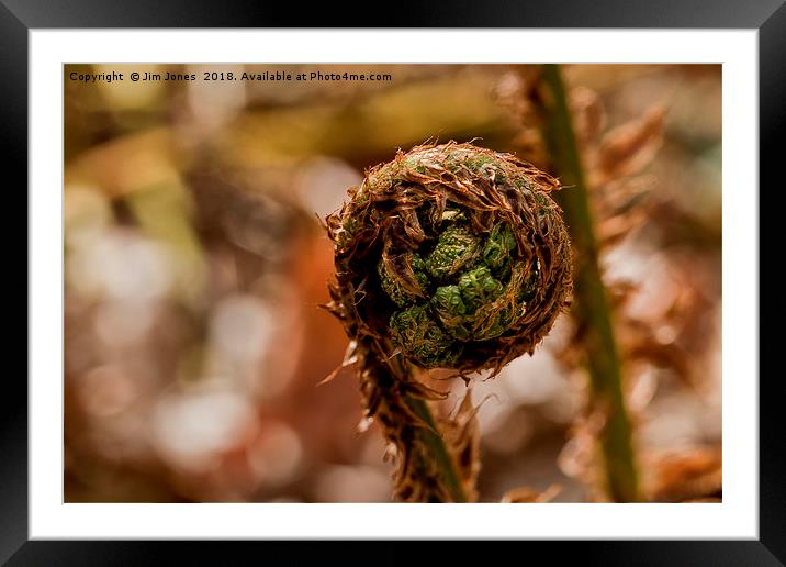 Coiled fern frond Framed Mounted Print by Jim Jones