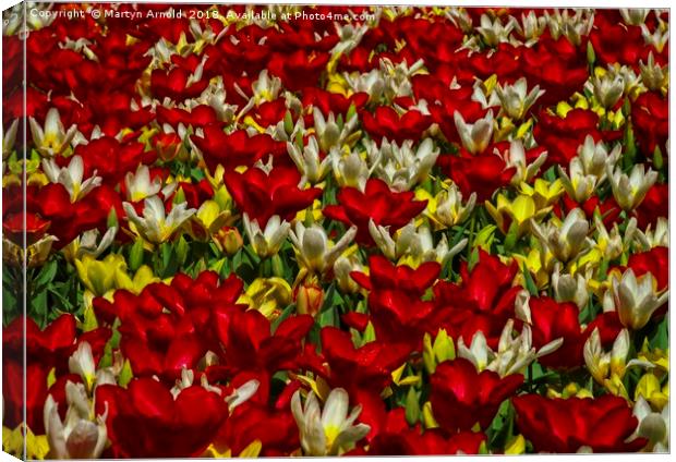 Tulip Tapestry Canvas Print by Martyn Arnold
