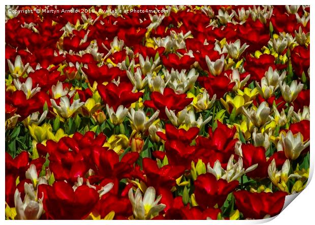 Tulip Tapestry Print by Martyn Arnold