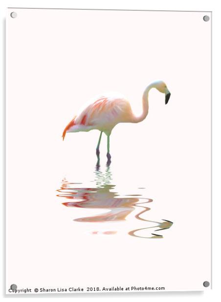 Simply flamingo Acrylic by Sharon Lisa Clarke