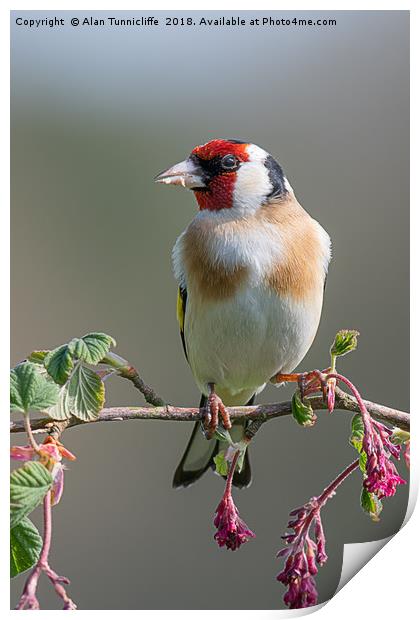Portrait of a goldfinch Print by Alan Tunnicliffe