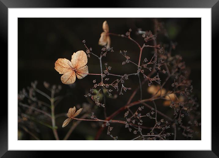 Dried Out Hydrangea Framed Mounted Print by Karen Martin