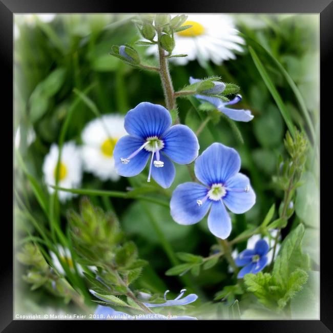 tiny blue flowers Framed Print by Marinela Feier