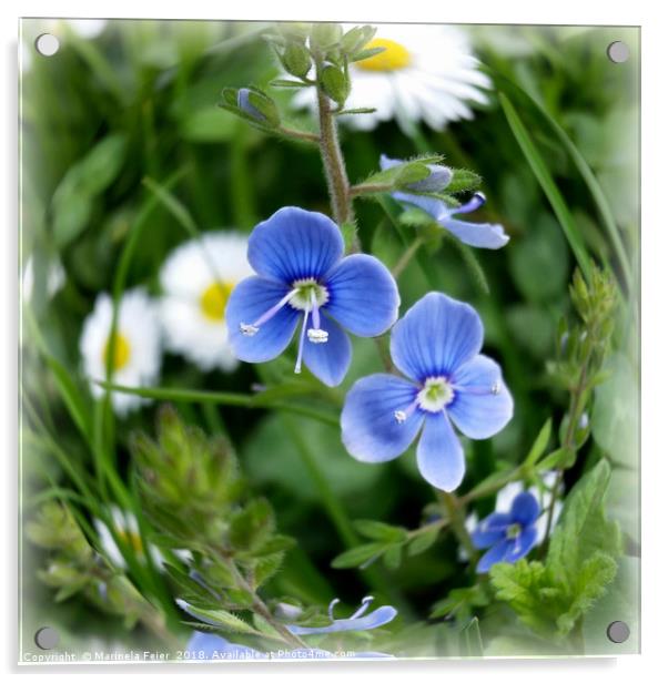 tiny blue flowers Acrylic by Marinela Feier