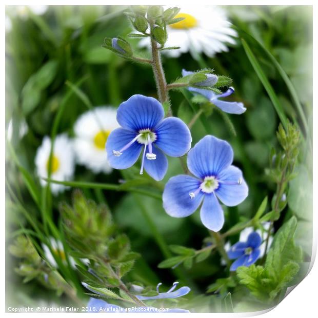 tiny blue flowers Print by Marinela Feier