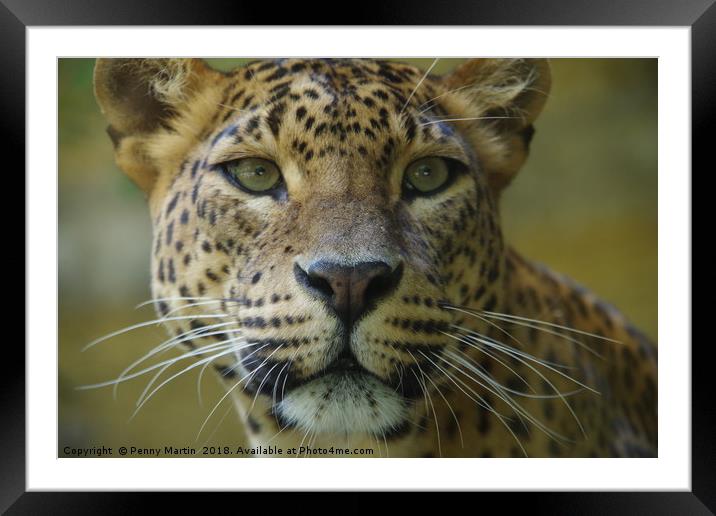 Don't mess with me Framed Mounted Print by Penny Martin