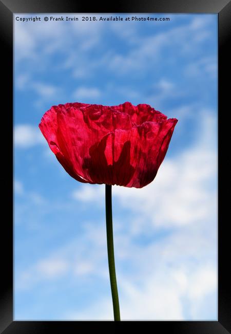 Beautiful Red Poppy Framed Print by Frank Irwin