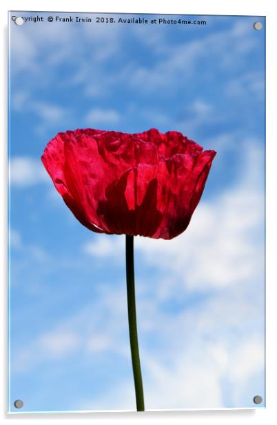 Beautiful Red Poppy Acrylic by Frank Irwin