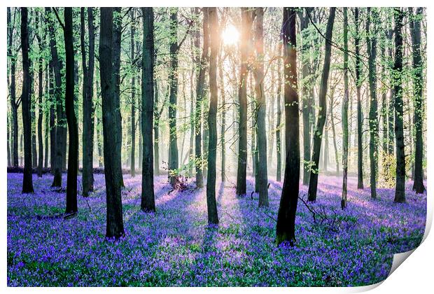 Bluebell Woods Print by Graham Custance