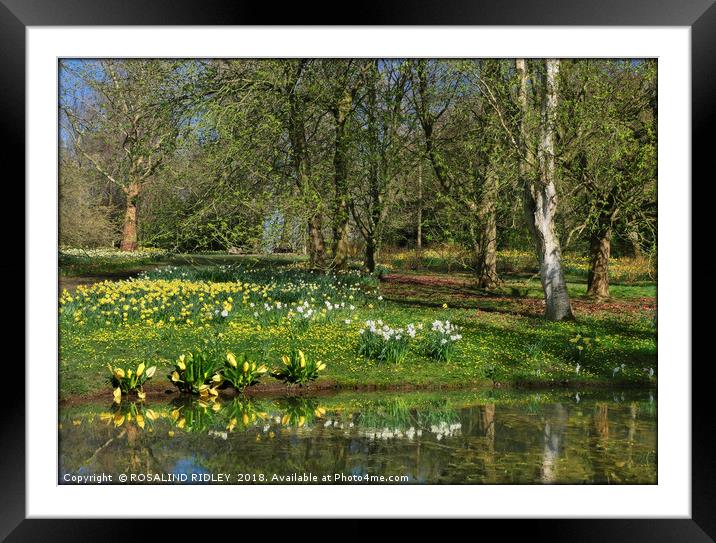"Daffodils and sunny days" Framed Mounted Print by ROS RIDLEY