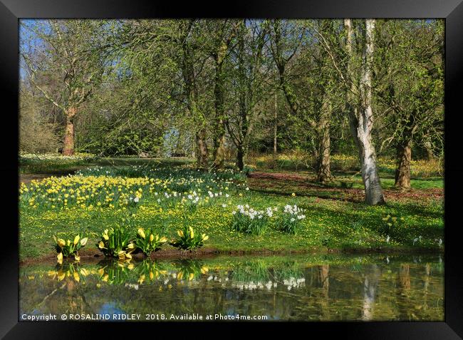 "Daffodils and sunny days" Framed Print by ROS RIDLEY
