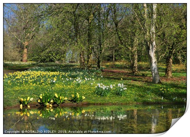 "Daffodils and sunny days" Print by ROS RIDLEY