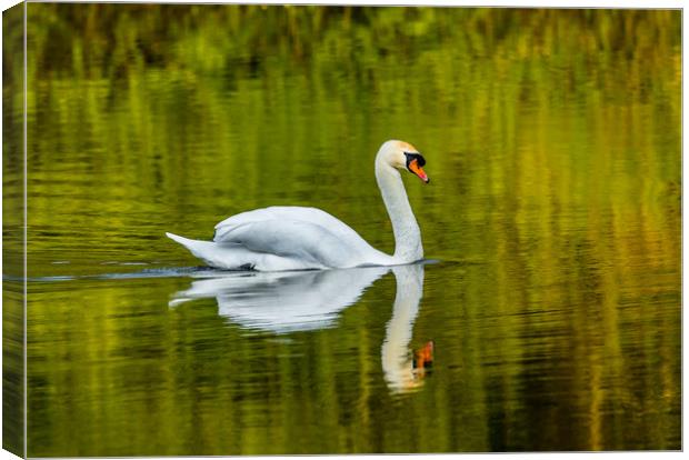 The Swan and Reflections at Bosherston Ponds. Canvas Print by Colin Allen