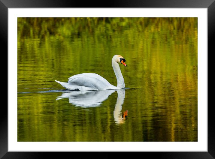 The Swan and Reflections at Bosherston Ponds. Framed Mounted Print by Colin Allen