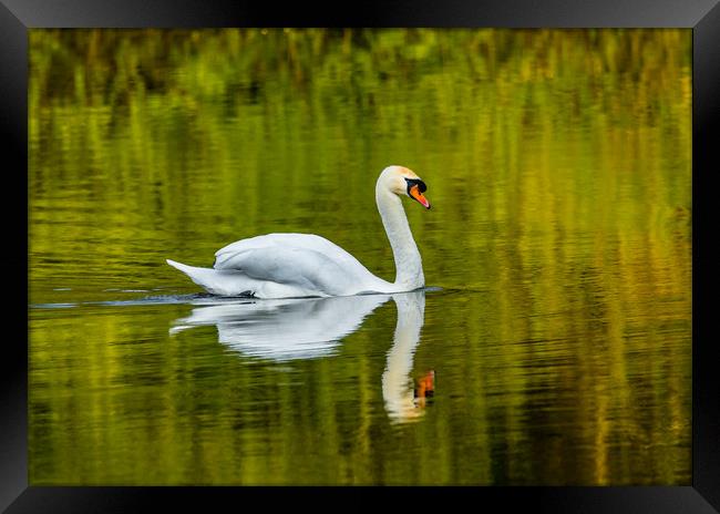 The Swan and Reflections at Bosherston Ponds. Framed Print by Colin Allen