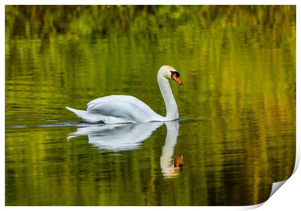 The Swan and Reflections at Bosherston Ponds. Print by Colin Allen
