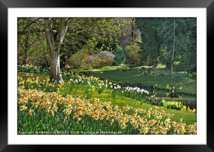 "Daffodils and Sunny days 2 " Framed Mounted Print by ROS RIDLEY