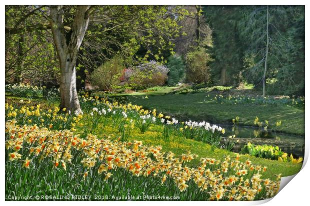 "Daffodils and Sunny days 2 " Print by ROS RIDLEY