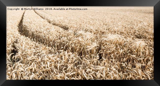Wheat Field Framed Print by Martyn Williams