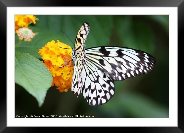 Tree Nymph Butterfly on a Flower Framed Mounted Print by Susan Snow