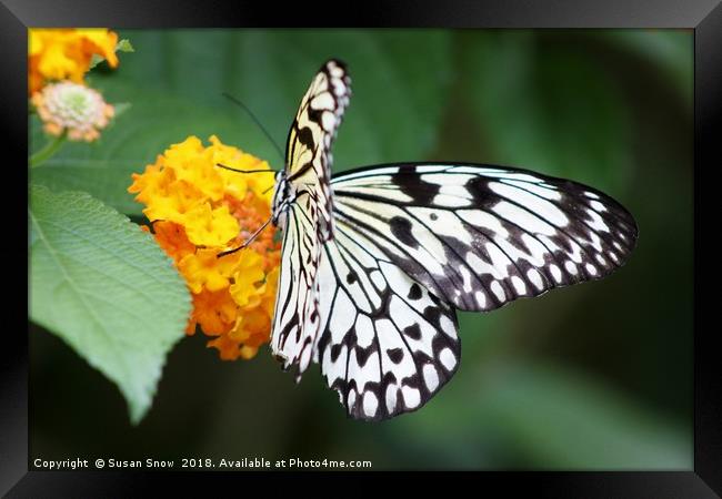 Tree Nymph Butterfly on a Flower Framed Print by Susan Snow
