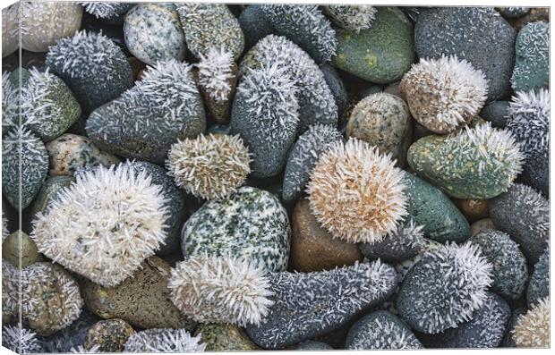 Frost on the rocks Canvas Print by Darryl Luscombe