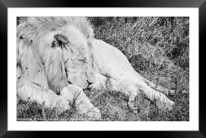 King in the Sun Framed Mounted Print by Gareth Newton